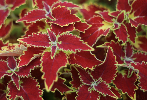 Buntnessel , Solenostemon scutellarioides
